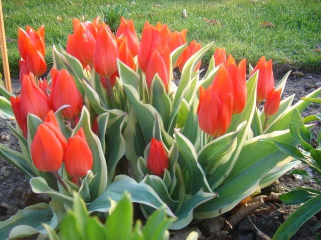 Tulipa botanique 'Praestans Unicum' PB 10